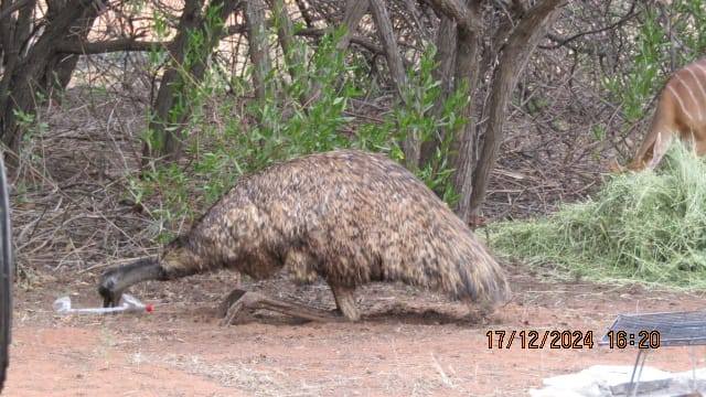 Ledbury Bos Kamp Emu Ledbury Bos Kamp Emu