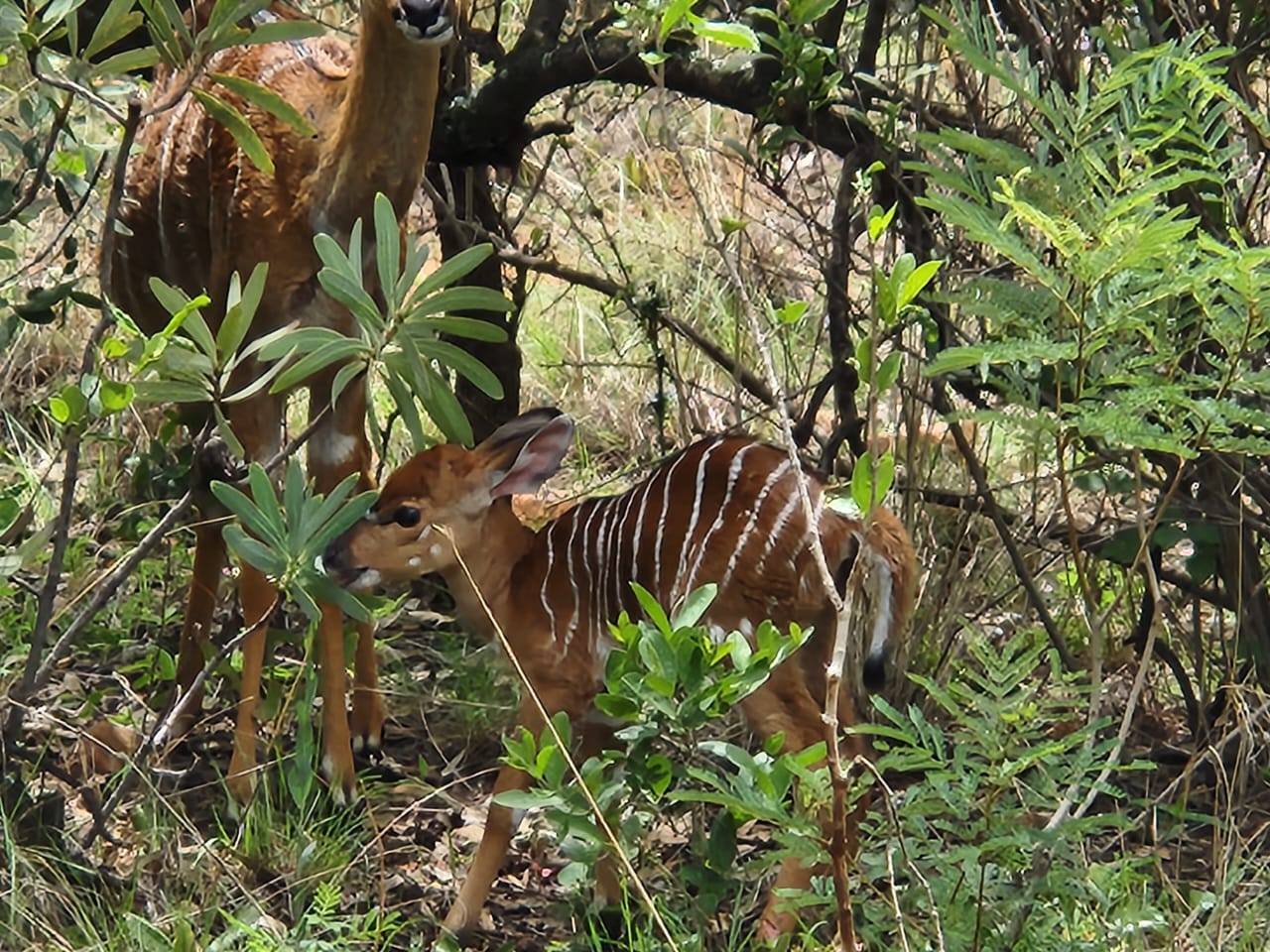 Ledbury Bos Kamp Nyala babas