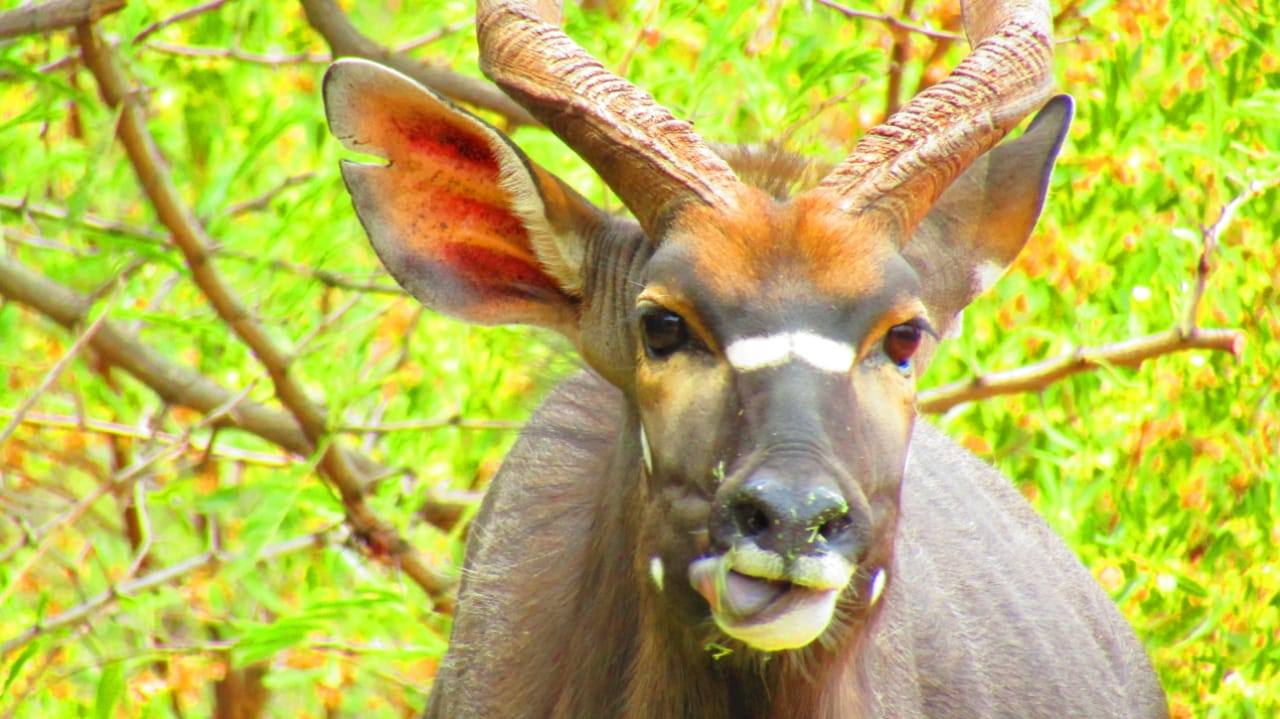 Ledbury Bos Kamp Nyala bul Ledbury Bos Kamp Nyala bul