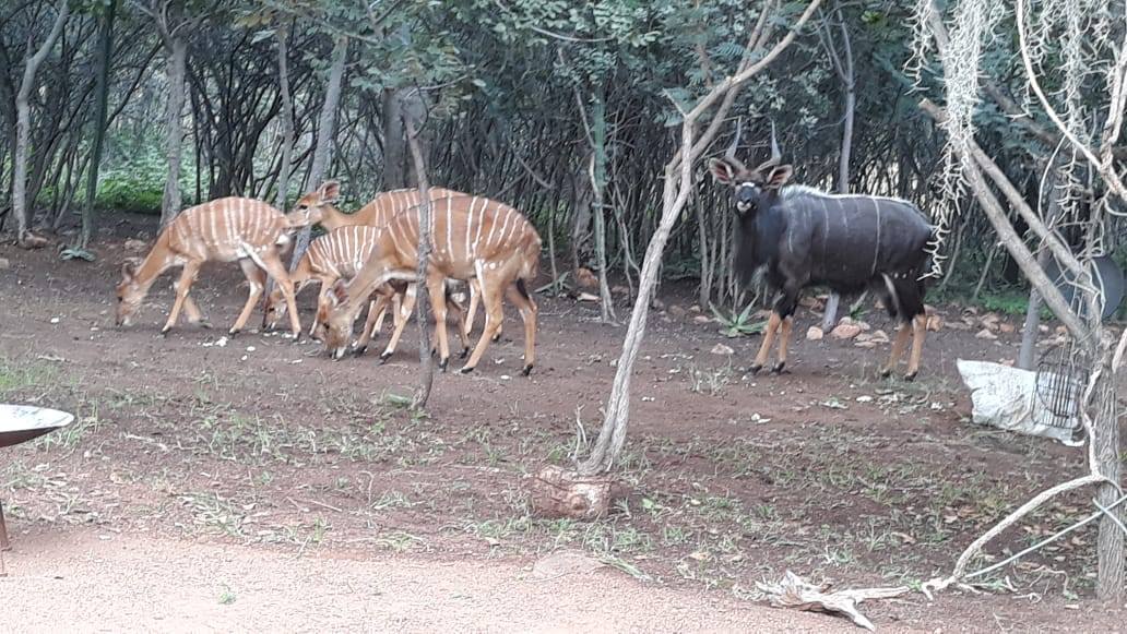 Ledbury Bos Kamp Nyalas 2 Ledbury Bos Kamp Nyalas 2