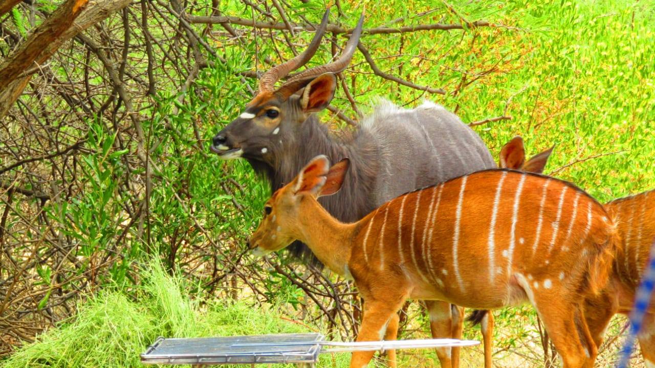Ledbury Bos Kamp Nyalas Ledbury Bos Kamp Nyalas