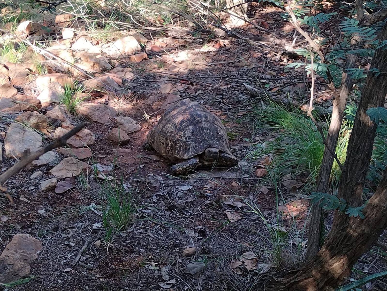 Ledbury Bos kamp Skilpad Ledbury Bos kamp Skilpad