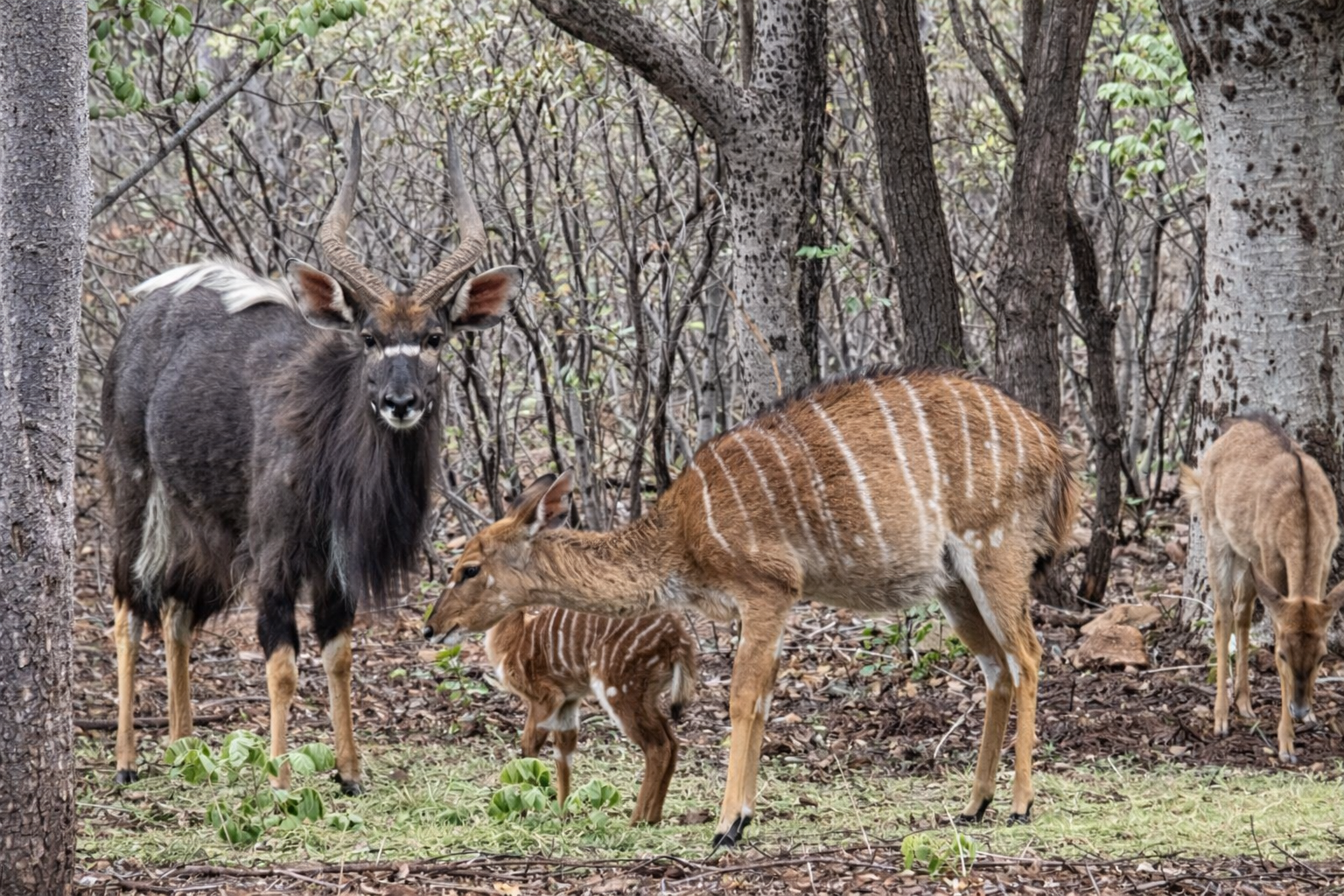 Ledbury Bos Kamp Game Farm Camping 2